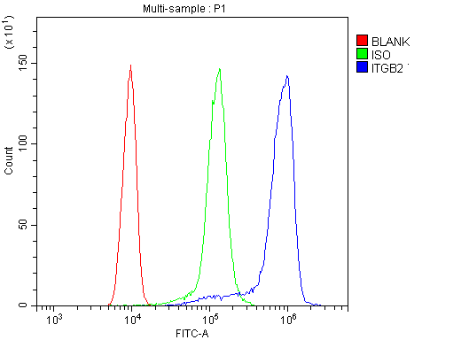Polyclonal Rabbit anti-Human ITGB2 / CD18 Antibody (aa404-769, IHC, WB)