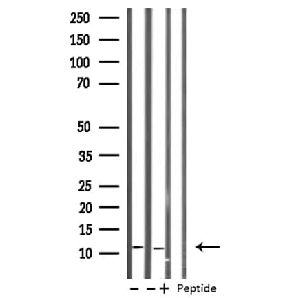 H2AFZ / H2A.z Antibody