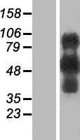 EVI2B Protein (Over-Expression Lysate Myc-DDK (Flag))