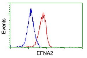 EFNA2 / Ephrin A2 Antibody (clone OTI4C3)