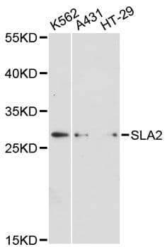 SLA2 / SLAP2 Antibody