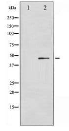 GATA4 Antibody