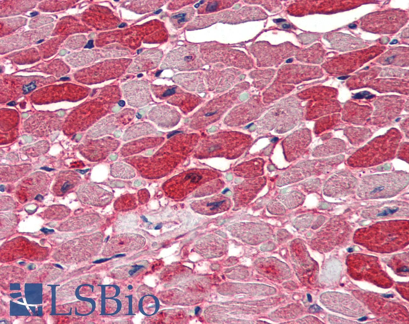 IHC-plus™ NOVA1 Antibody (aa121-134)