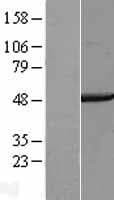 COPS4 / CSN4 Protein (Over-Expression Lysate Myc-DDK (Flag))