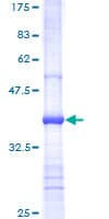 Human MTOR Protein (Recombinant GST, N-terminus)