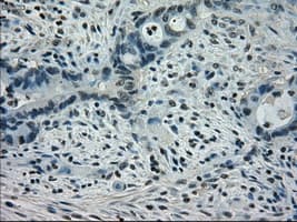 STAT1 Antibody (clone OTI15H3)