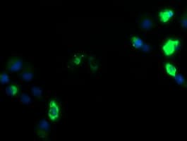 ZSCAN18 / ZNF447 Antibody (clone OTI1F10)