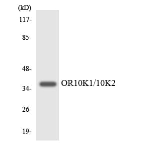 OR10K1+2 Antibody (aa46-95)