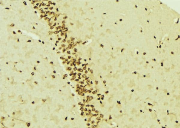 MCM7 Antibody