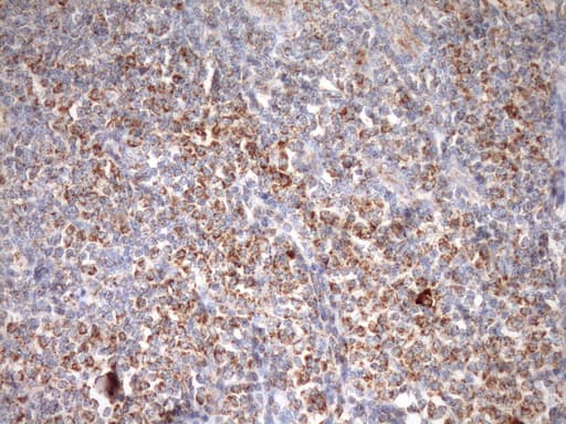 STOML2 Antibody (clone OTI1F5, Carrier-free)