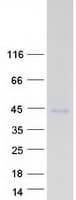 Human PGA4 Protein (Recombinant Myc-DDK (Flag))