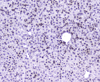AHR Antibody