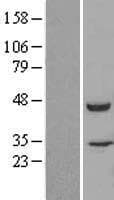 FKBPL Protein (Over-Expression Lysate Myc-DDK (Flag))