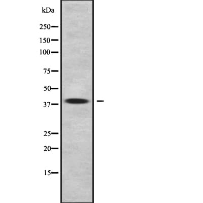 Polyclonal Rabbit anti-Human WNT11 Antibody (IF, WB)