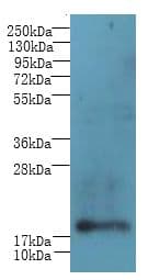 C1orf123 Antibody