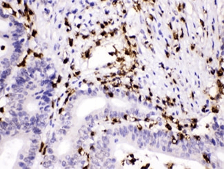 CTSG / Cathepsin G Antibody