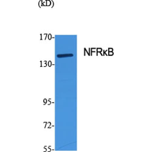 NFRKB Antibody (440-520 aa, Internal)