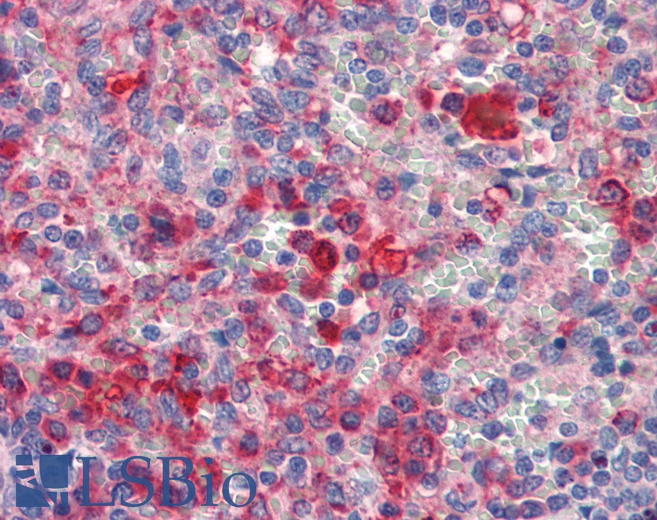 GATA6 Antibody (C-Terminus)