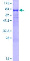 Human TMX3 Protein (Recombinant GST)