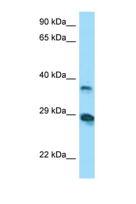 VSIG4 Antibody (aa40-89, FITC)