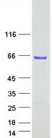 Human APEX2 Protein (Recombinant Myc-DDK (Flag))