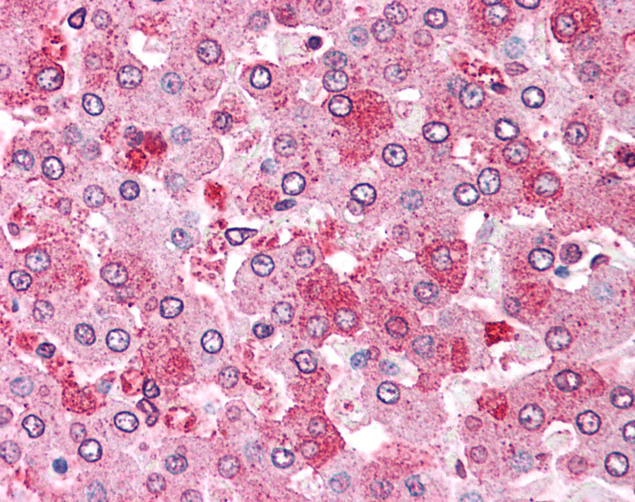 IHC-plus™ GPC4 / Glypican 4 Antibody (C-Terminus)