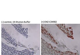 KRT8 / CK8 / Cytokeratin 8 Antibody (clone 35βH11)
