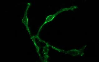 Monoclonal Mouse anti-Human CD45 / LCA Antibody (clone OTI3E3, IF, WB)