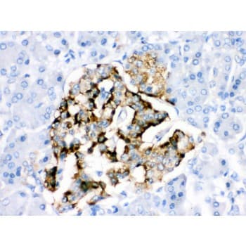 BAG2 Antibody (aa1-211)