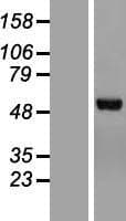 CHN2 / Chimerin 2 Protein (Over-Expression Lysate Myc-DDK (Flag))