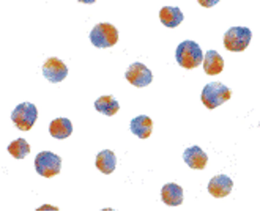 IHC-plus™ Apg7 / ATG7 Antibody