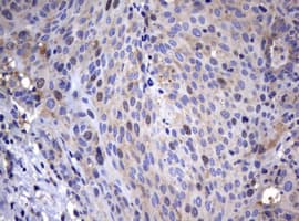 WNT3 Antibody (clone OTI1F6)