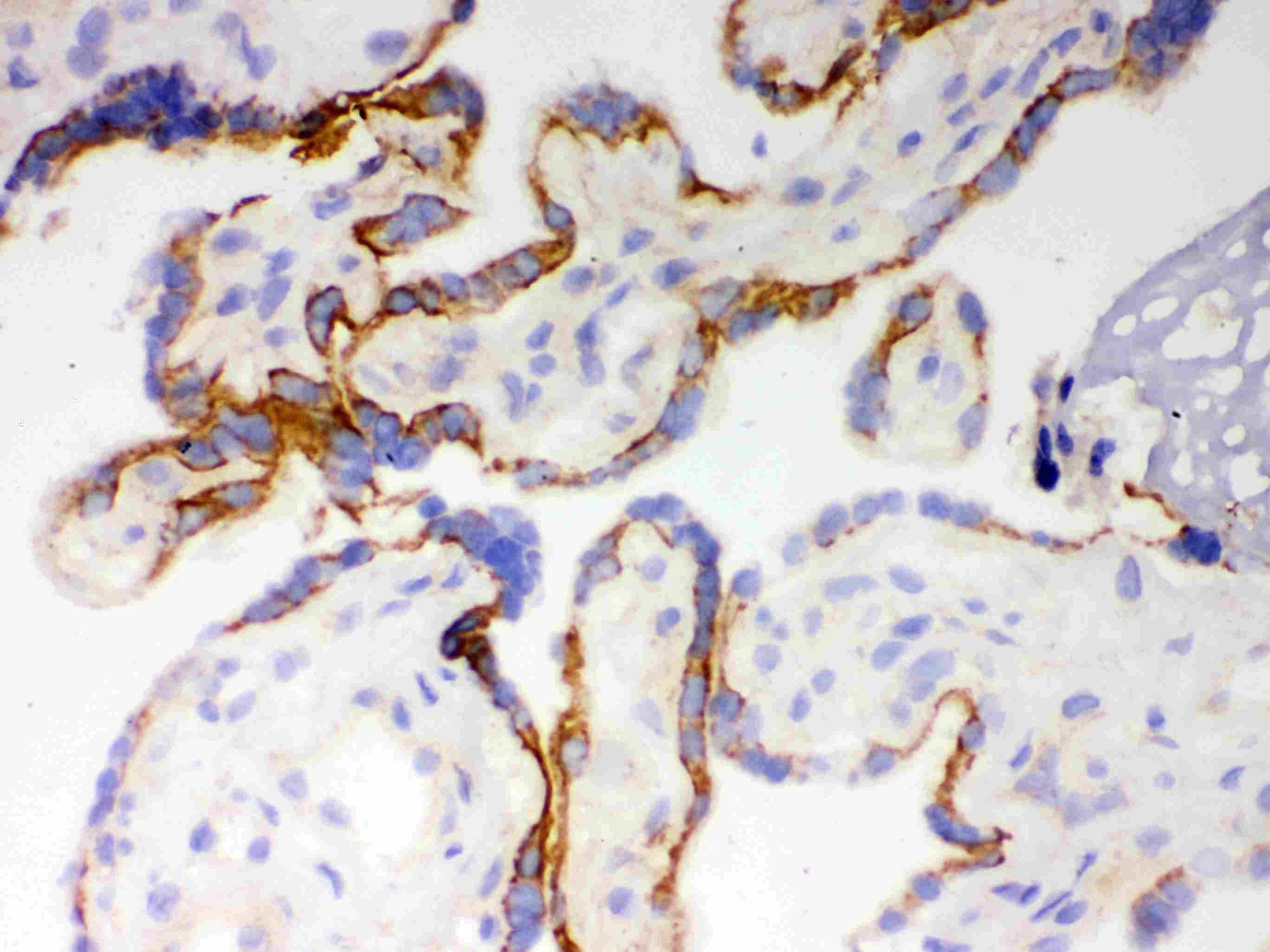 CYP1A1 Antibody (aa183-320)