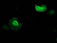 ZFAND2B Antibody (clone OTI2E11, Carrier-free)