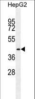 PRRT1 Antibody (aa240-269)