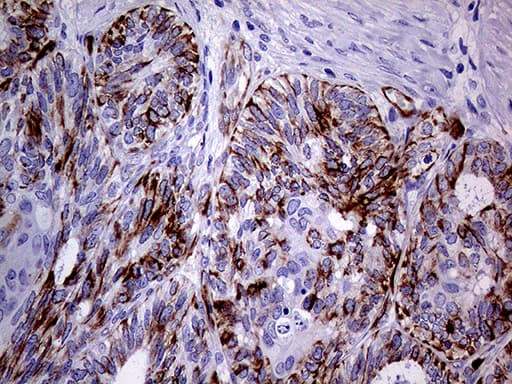 NES / Nestin Antibody (aa99-349, clone OTI1B4, Carrier-free)