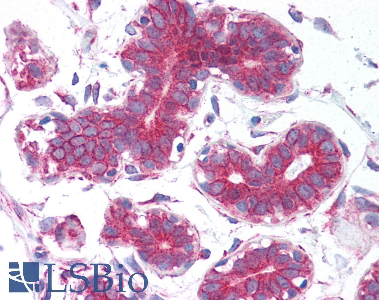 EEA1 Antibody (aa307-356)