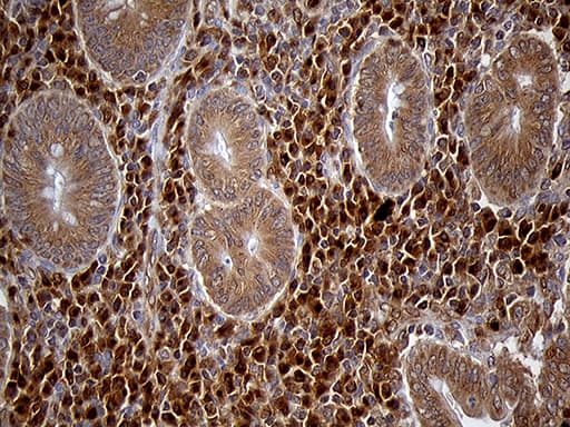 CHIA / Amcase Antibody (clone OTI3H4)
