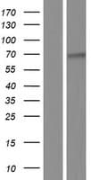 MSLN / Mesothelin Protein (Over-Expression Lysate Myc-DDK (Flag))