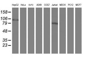 SKIL / SNO / SnoN Antibody (aa307-684, clone OTI1H2, Carrier-free)
