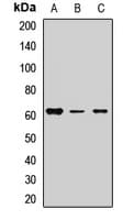 Harmonin / USH1C Antibody