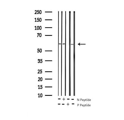 G3BP1 / G3BP Antibody (phospho-Ser232)