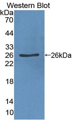 MPHOSPH6 Antibody (aa34-235, Biotin)