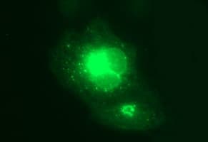 MFAP3 Antibody (clone OTI1B3, Carrier-free)