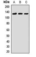 SMARCA1 / SWI Antibody