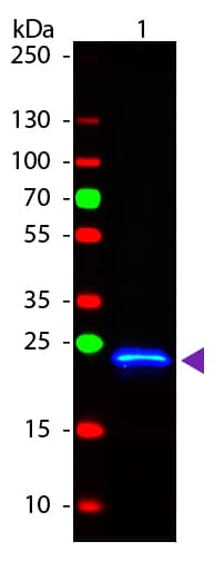 GST / Glutathione S-Transferase Antibody (FITC)