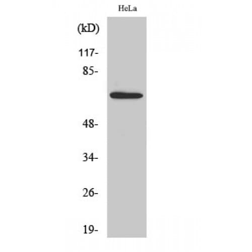 Polyclonal Rabbit anti-Human AIFM3 Antibody (10-90 aa, N-terminal, IHC, IF, WB)
