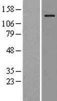 USP36 Protein (Over-Expression Lysate Myc-DDK (Flag))
