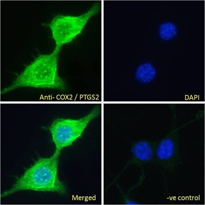 PTGS2 / COX2 / COX-2 Antibody (aa592-604)