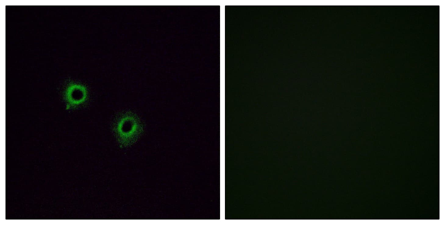 OR2J3 Antibody (aa262-311)
